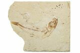 Cretaceous Fossil Fish (Scombroclupea) - Lebanon #251396-1